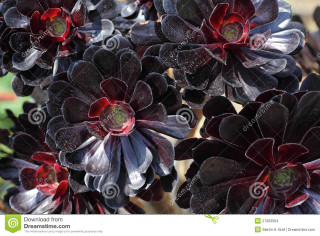 Closeup gothic flower puzzle strawberry - a green background free wallpaper