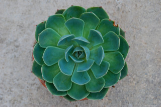 Green plant leaves cement surface - growing free wallpaper