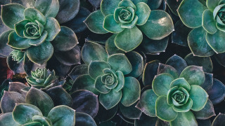 Close up green plants leaves 3 - green plant free wallpaper