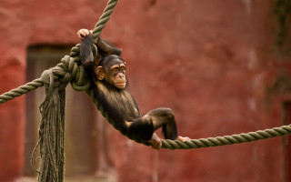 Monkey hanging rope zoo red - alex petruk ape free wallpaper