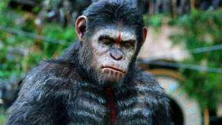 Monkey weird expression closeup neck - alex petruk ape free wallpaper