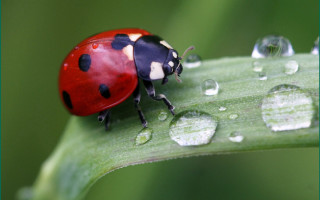 Ladybug green leaf water droplets 8 - a green leaf free wallpaper