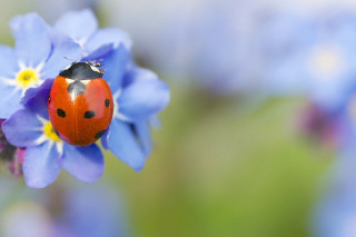 Ladybug blue flower green background - yellow center free wallpaper
