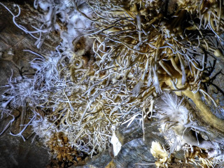Dead plants leaves rock surface - a rock surface free wallpaper