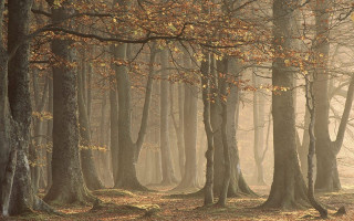 Forest trees leaves fog bench - lot of trees free wallpaper