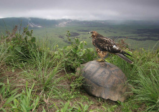 Hawk turtle grass field mountain - a storybook illustration free wallpaper for desktop