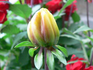 Yellow red flower green leaves 4 - flemish free wallpaper