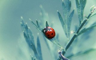 Ladybug green plant leaves blue - a green plant free wallpaper