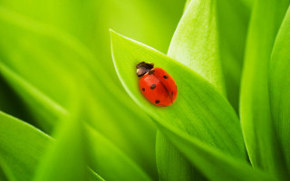 Ladybug green leaf macro nature - a ladybug free wallpaper