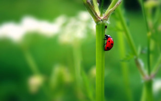 Ladybug green plant grass white - the background and a blurry background free wallpaper