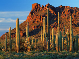Cactus group mountain range blue - a blue sky in the background free wallpaper for desktop
