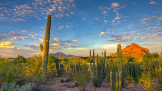 Desert cactus mountains sunset dawn - sunset free wallpaper