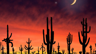 Full moon desert cacti sunset - full free wallpaper