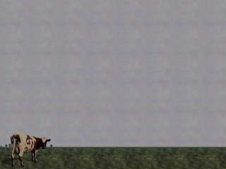 Cow standing field sky blue - a cow free wallpaper
