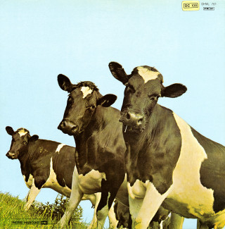 Cows grass field blue sky - beeple free wallpaper