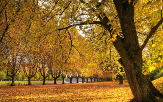 Park trees yellow leaves bench 2 - the ground and a bench in the middle of the park free wallpaper