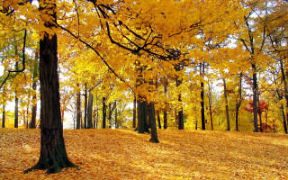 Park trees yellow leaves bench - a park free wallpaper