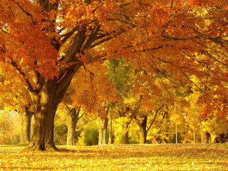 Autumn park bench burning leaves - a park free wallpaper