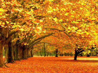 Autumn park bench burning leaves 2 - a park free wallpaper