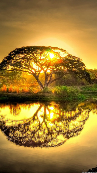 Tree reflection water sunset sunshine - sunset free wallpaper