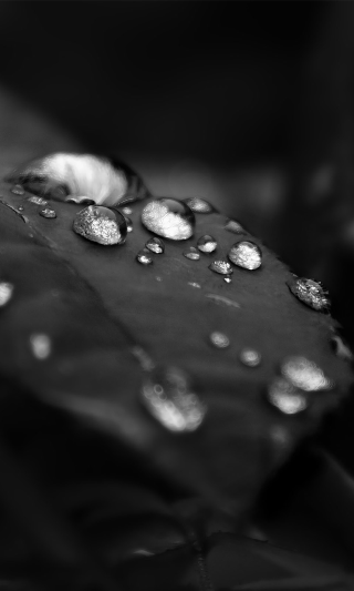 Black white leaf water droplets 3 - dark free wallpaper