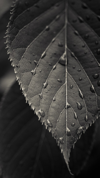 Leaf water drops black white 2 - a leaf free wallpaper
