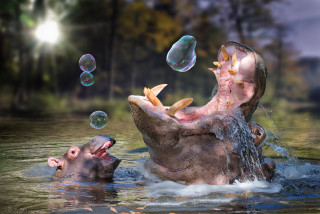 Hippopotamus water bubbles mouth another - beeple free wallpaper