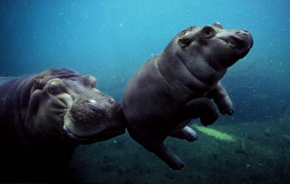 Two hippos swimming together in - the water together free wallpaper