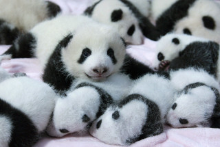 Panda bears blanket bed pink - free animals wallpaper