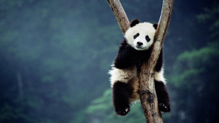 Panda bear tree branch forest - a tree branch in a forest free wallpaper