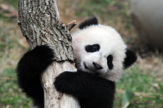 Panda climbing tree trunk looking - bian jingzhao free wallpaper