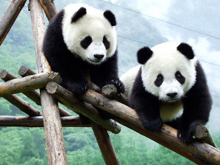 Panda log tree branch mountain - ding guanpeng free wallpaper