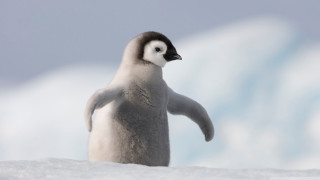 Penguin snow hill glacier blue - alan pollack free wallpaper