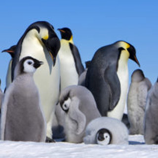 Penguins standing snow together group 3 - free animals wallpaper