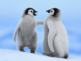 Two penguins standing next to - two penguin free wallpaper