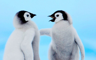 Two penguins blue background hand - two penguin free wallpaper