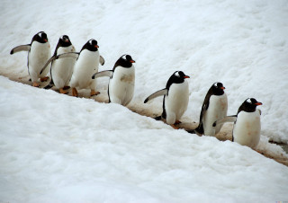 Penguins walking in the snow - one penguin free wallpaper