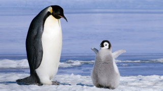 Penguin penguinling ice water looking - a penguin free wallpaper