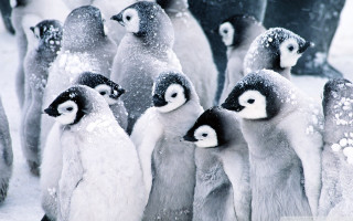 Penguins standing snow faces feet - a group of penguins free wallpaper