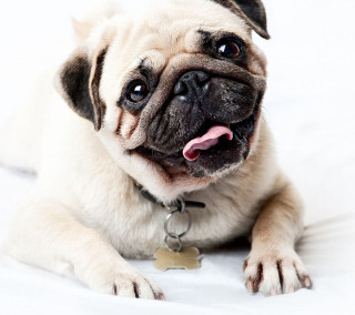 Small dog white sheet collar - animal photography free wallpaper