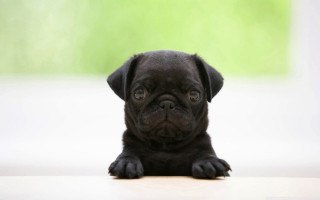 Black puppy sitting white surface - a white surface free wallpaper