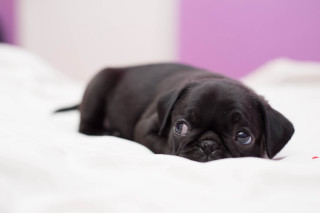 Small black dog bed purple - white sheet free wallpaper