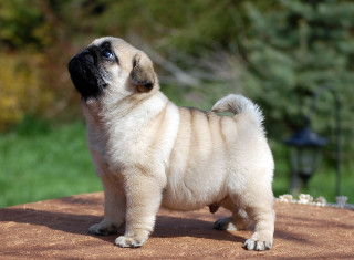 Small pug rock looking up - a rock free wallpaper