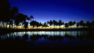 Sunset palm trees reflection water - palm tree free wallpaper