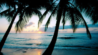 Palm trees beach ocean sunset 3 - a couple of palm trees free wallpaper