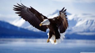 Bald eagle flying water mountains 8 - over a body of water free wallpaper