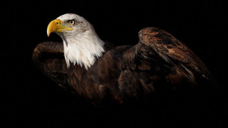 Bald eagle black background dark - a bald eagle free wallpaper