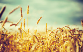 Wheat field blue sky clouds 14 - heavy free wallpaper