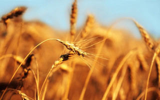 Wheat field sunlight blue sky 2 - heavy grain free wallpaper