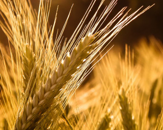 Wheat closeup blurry background sunset 2 - heavy free wallpaper